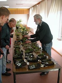 Orchid Sales