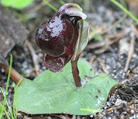 Corybas unguiculatus