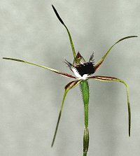 Arachnorchis arenicola