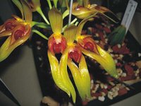 Bulbophyllum graveolens