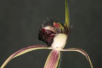 Caladenia arenicola