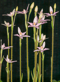 Caladenia latifolia