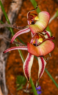Caladenia roei
