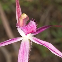 Caladenia rosella