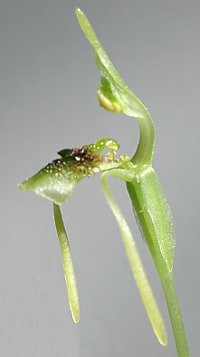 Chiloglottis diphylla