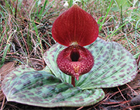 Cypripedium lichiangense