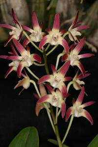 Dendrobium Aussie Treat x speciosum