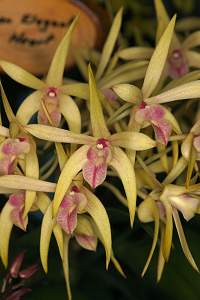Dendrobium Elegant Heart