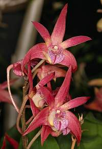 Dendrobium Lustrous x Vivid