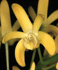 Dendrobium X gracillum