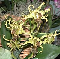 Dendrobium alexandrae