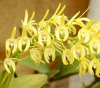 Dendrobium speciosum