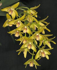 Dendrobium Golden Nugget