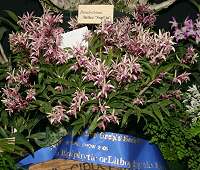 Dendrobium_Intice_Sophia
