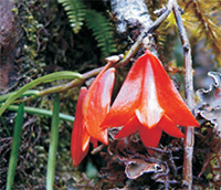 Dendrobium habbemense