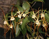 Dendrobium melalucaphyllum