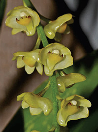 Dendrobium schneiderae