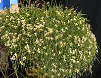Dendrobium striolatum