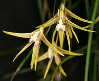 Dendrobium striolatum x aureum