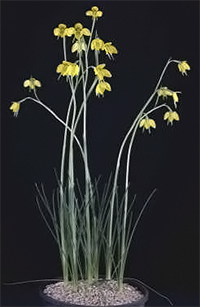 Diuris behrii