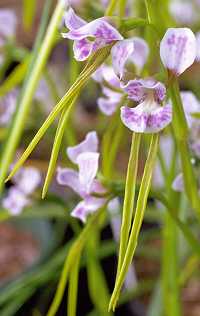 Diuris fragrantissima