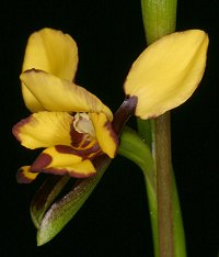 Diuris laxiflora