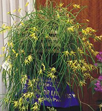 Dockrillia striolata x dolichophylla 'Goldie'