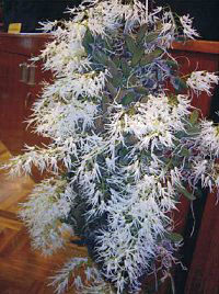 Dockrillia linguiformis