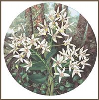 Dendrobium falcorostrum