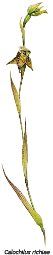 Calochilus richiae