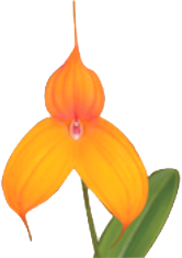 Mount Beenak Orchids