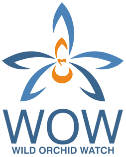 Wild Orchid Watch
