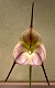 Maribyrnong Orchid Society