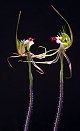 Paul Piko - Native Orchids of Victoria