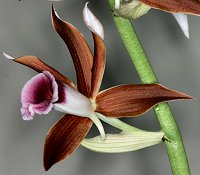 Phaius tancarvilliae