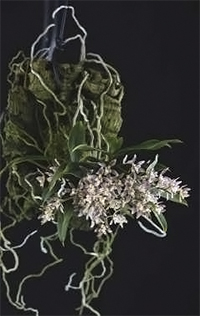 Plectochilus Kilgra ‘Rosie’