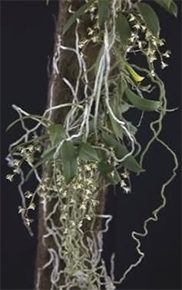 Plectorrhiza tridentata