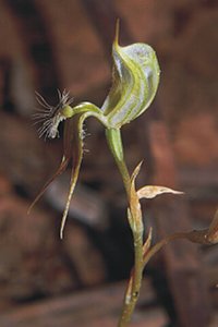 Pterostylis setifera