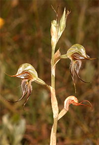 Pterostylis basaltica