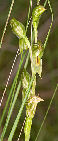 Pterostylis chlorogramma