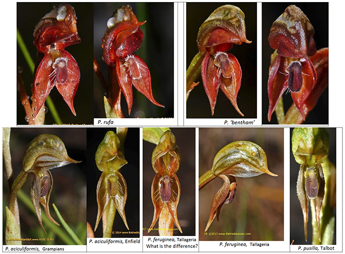 Pterostylis rufa complex
