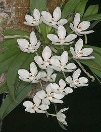 Sarcochilus falcatus