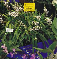 Sarcochilus hartmannii 'Wylde Snow'