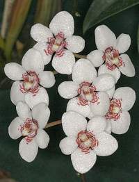 Sarcochilus Melba