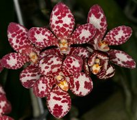 Sarcochilus Carnival