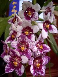 Sarcochilus Fitzhart 'Bleeding Heart'