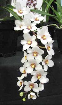 Sarcochilus George Coltup