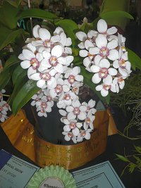 Sarcochilus Melba