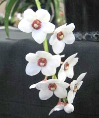 Sarcochilus hartmanii Grand Champion