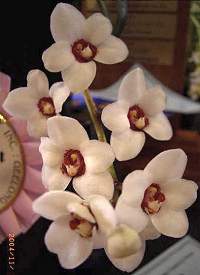 Sarcochilus hartmannii